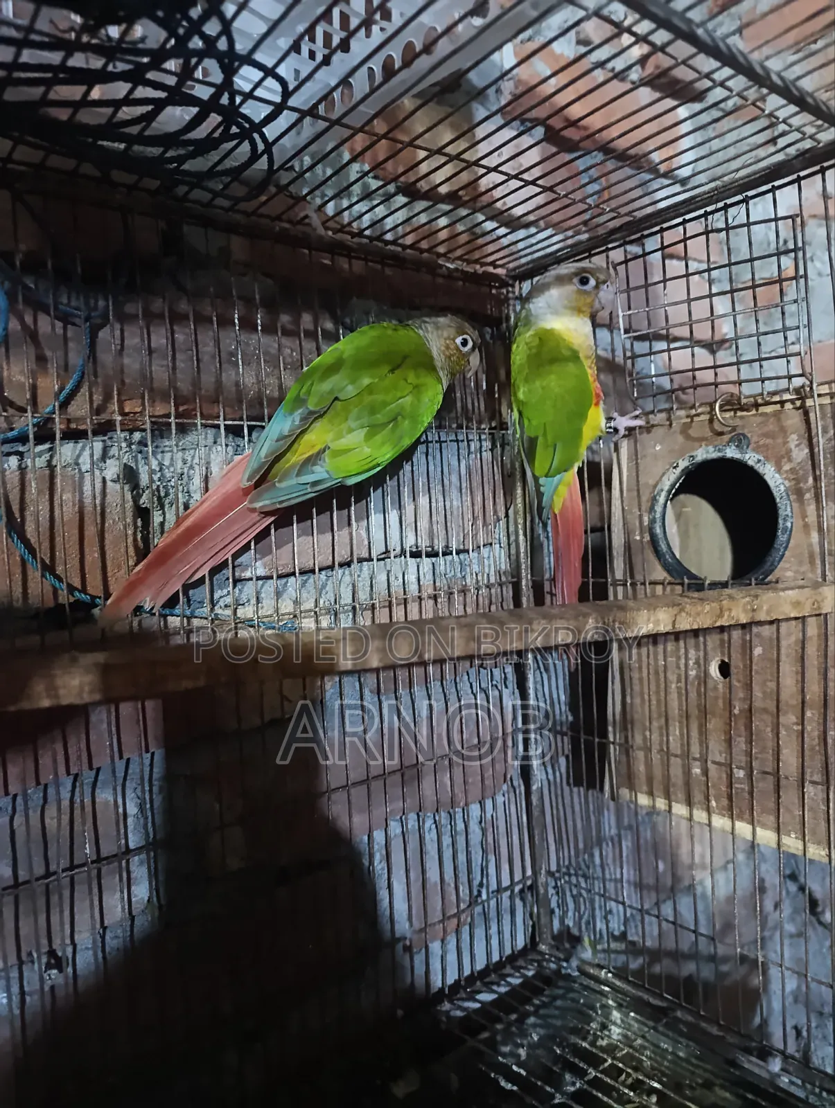 Pineapple Conure Running Pair