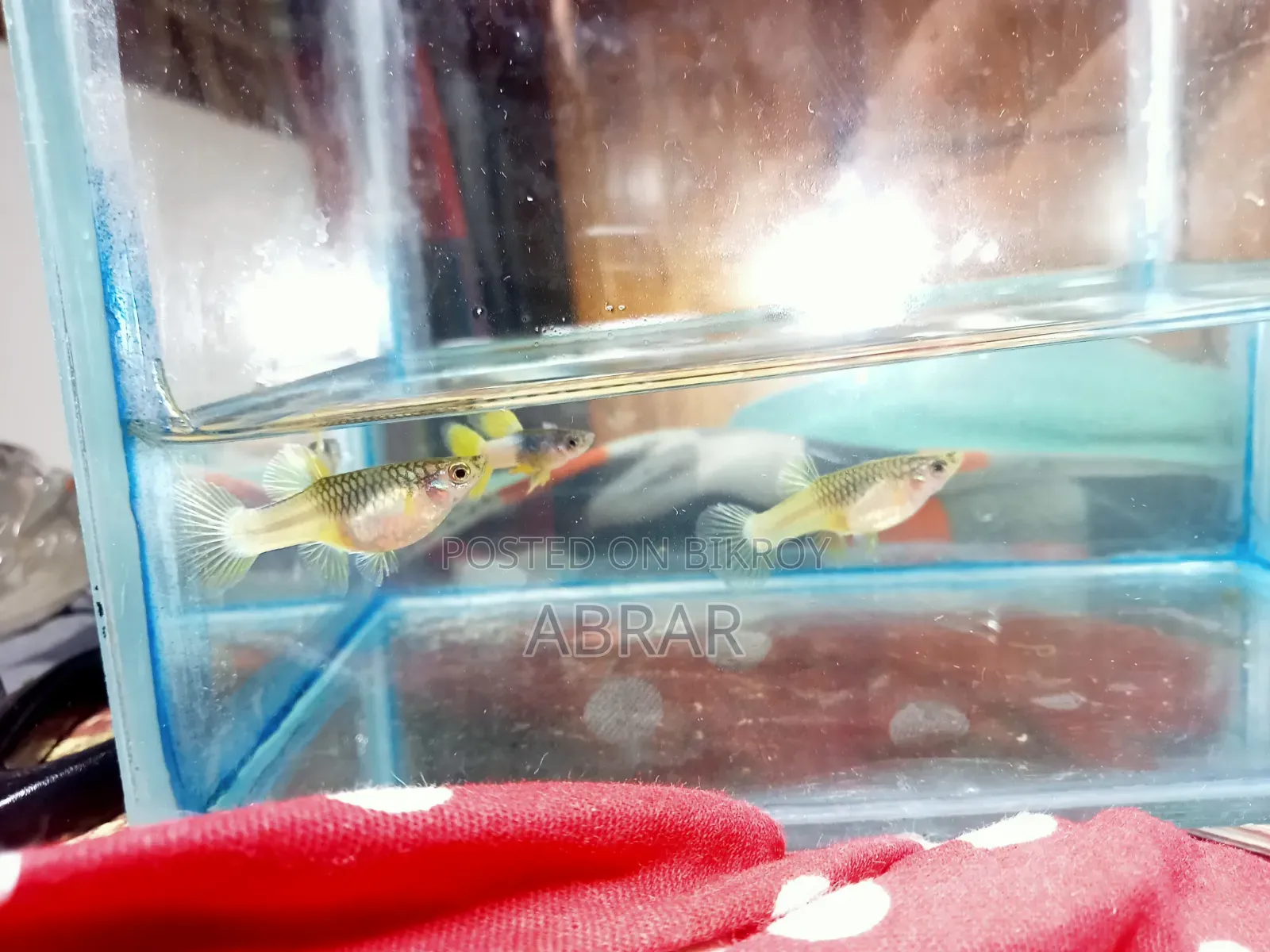 Yellow Pingu Guppy