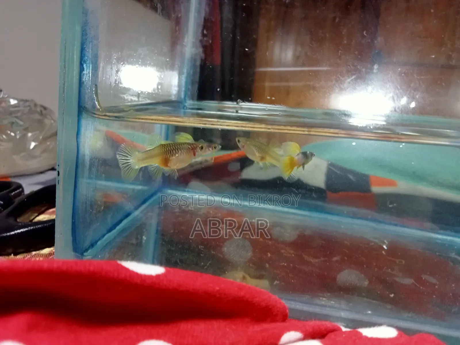 Yellow Pingu Guppy