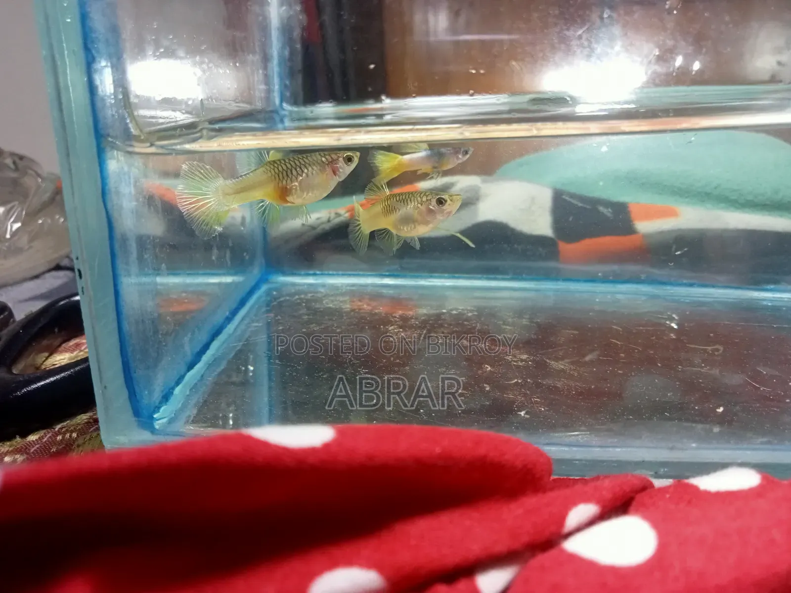 Yellow Pingu Guppy