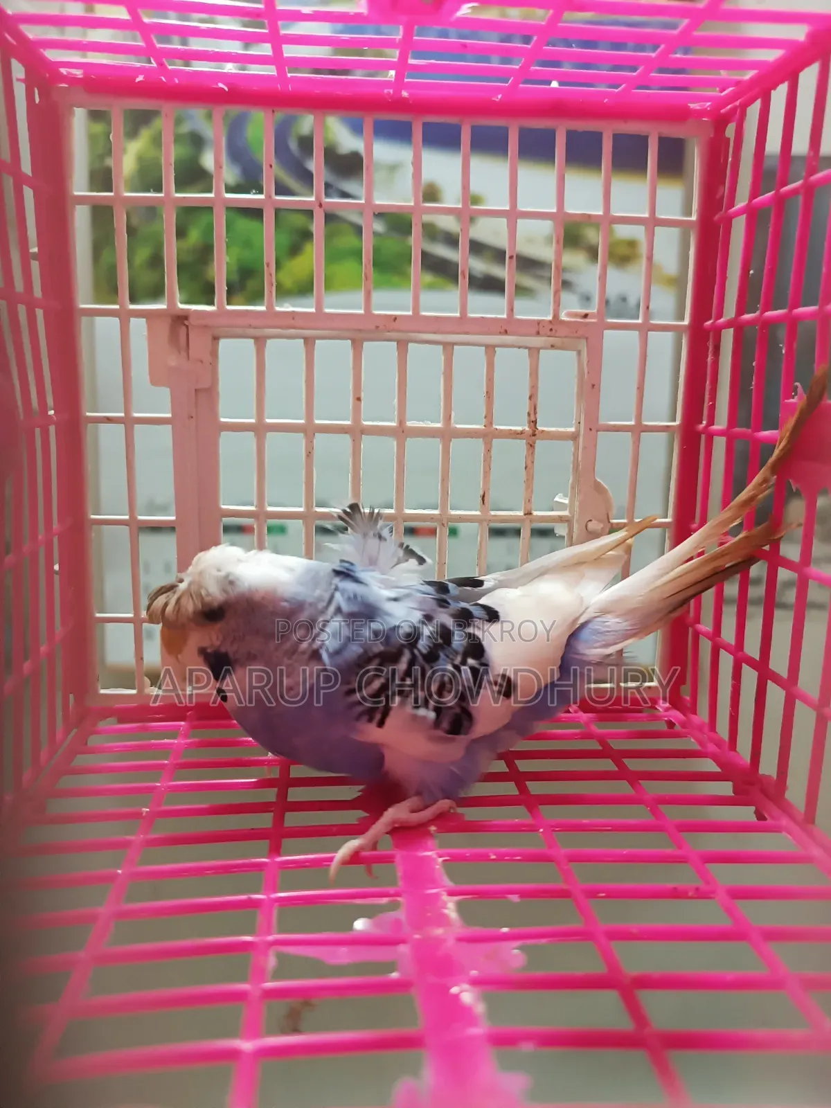 Pied JP Male for sale. Fully healthy, active, ready to breed.