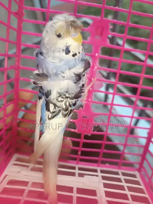 Pied JP Male for sale. Fully healthy, active, ready to breed.