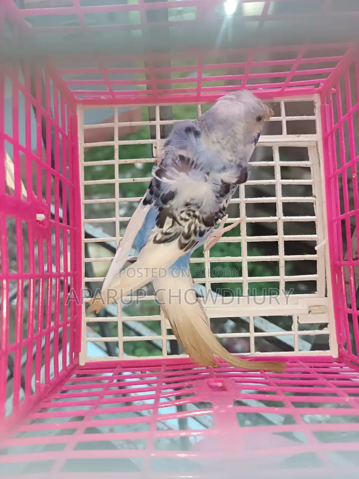 Pied JP Male for sale. Fully healthy, active, ready to breed.