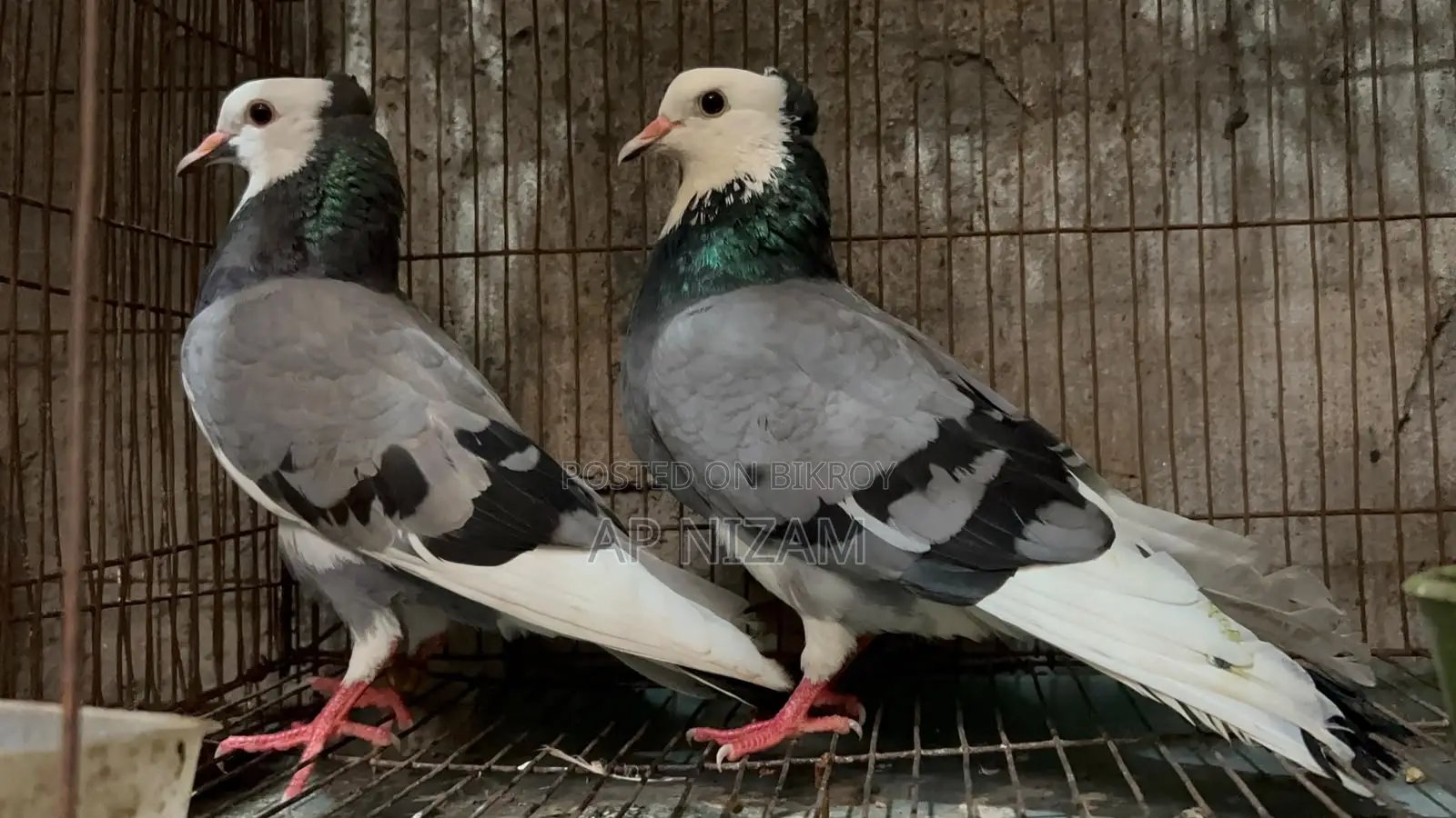 Akashi Rajgolla Kolshi Ban Running Pair