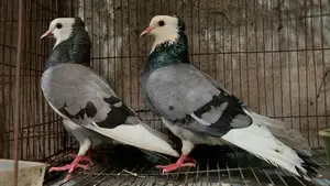 Akashi Rajgolla Kolshi Ban Running Pair