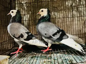 Akashi Rajgolla Kolshi Ban Running Pair