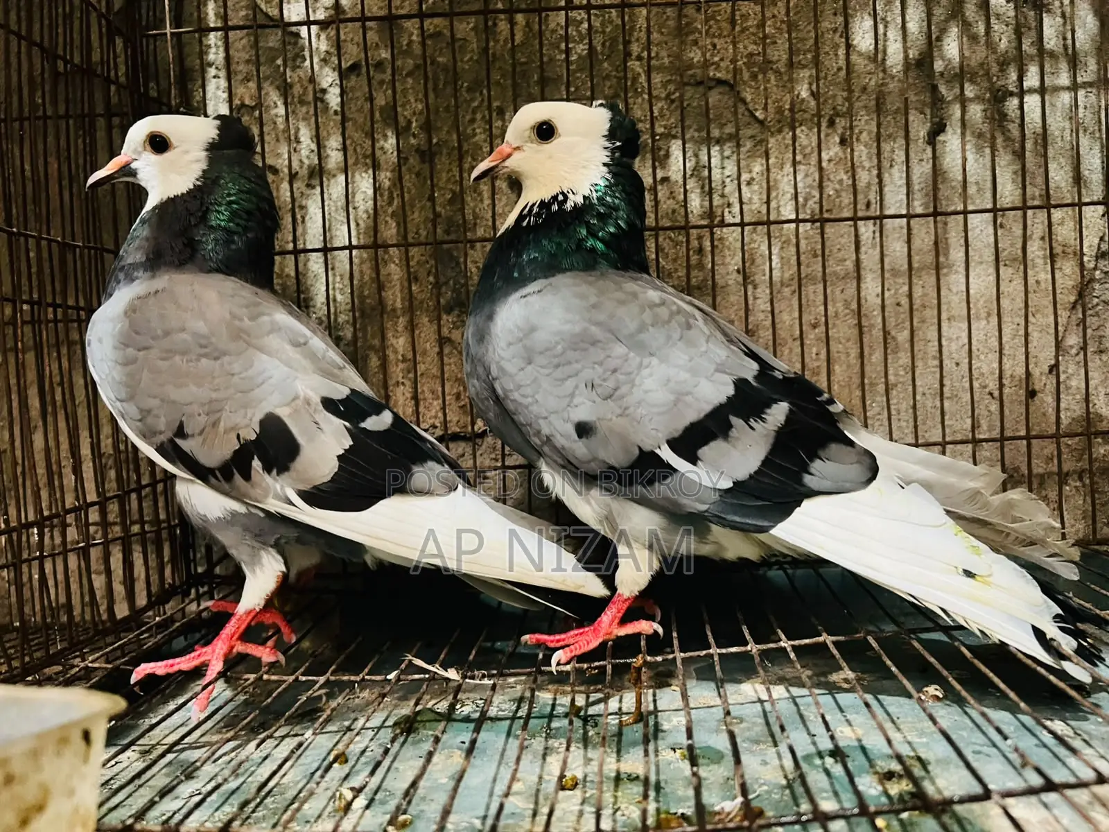 Akashi Rajgolla Kolshi Ban Running Pair