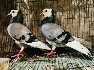 Akashi Rajgolla Kolshi Ban Running Pair