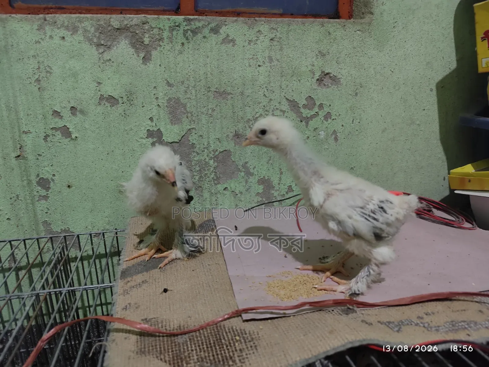 Light Brahma Age 2 Months