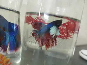 Dumbo Ear Betta Fish