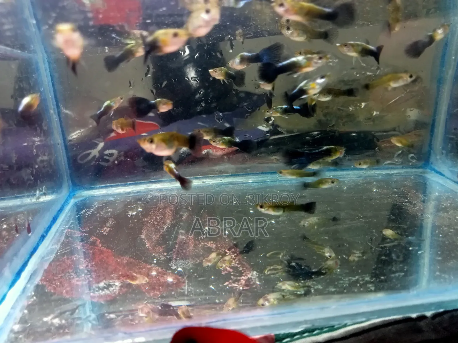 Neon Blue Guppy