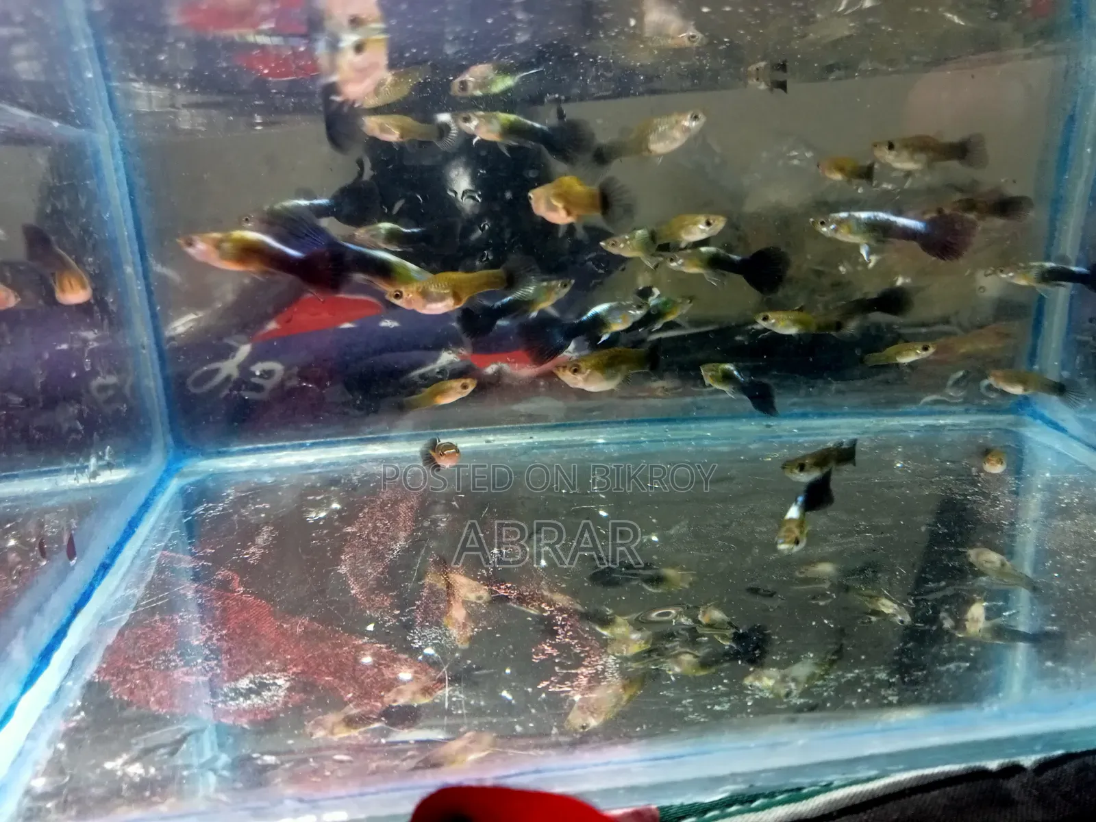 Neon Blue Guppy