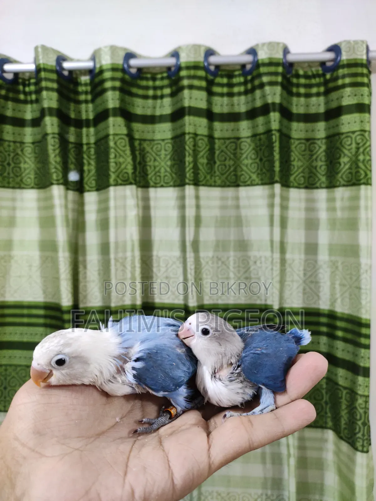 Blue Opaline and Blue Fischer Lovebird