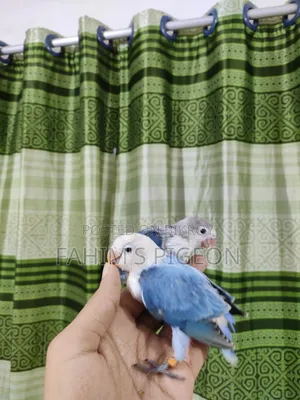 Blue Opaline and Blue Fischer Lovebird