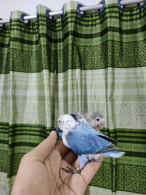 Blue Opaline and Blue Fischer Lovebird