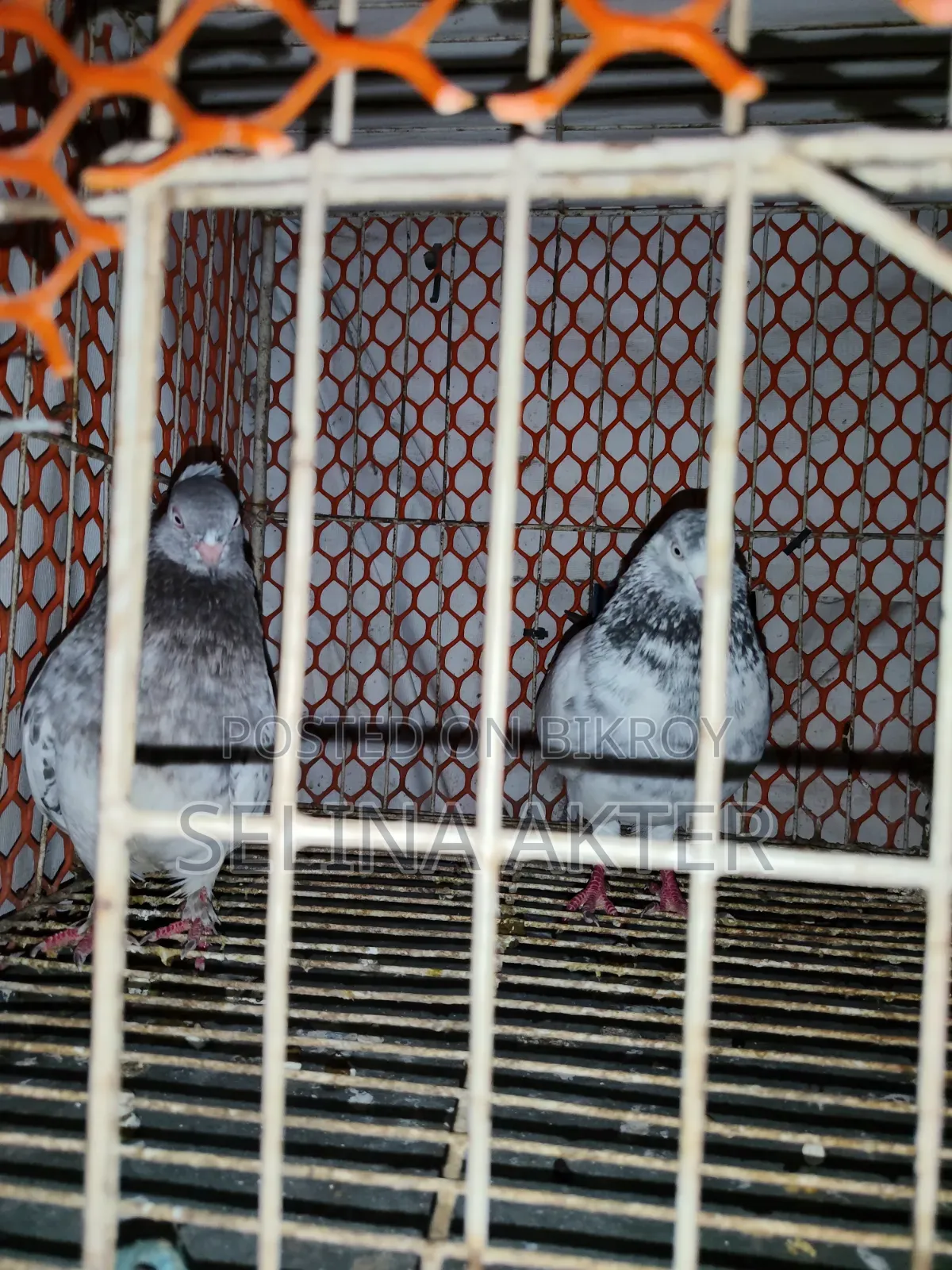 Adult Giribaz Pigeon for Sale
