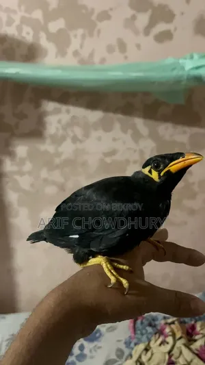 ময়না পাখি