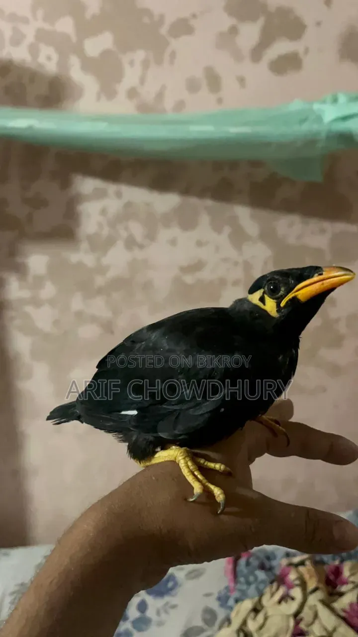 ময়না পাখি