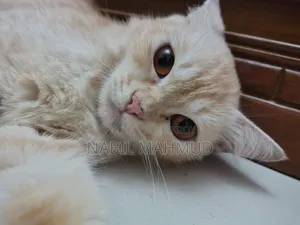 ১+ বছর বয়সী মহিলা মিশ্র জাতের বিড়াল