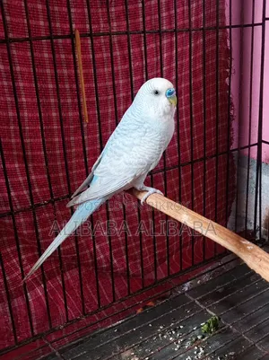 বাজরিগার মেল