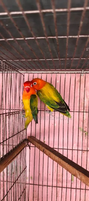 Love Bird Pakhi