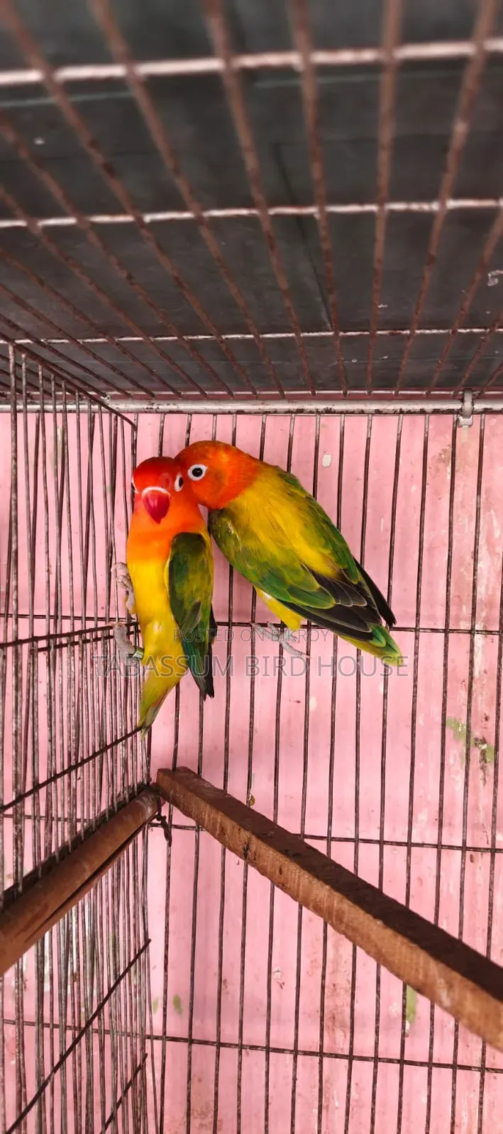 Love Bird Pakhi