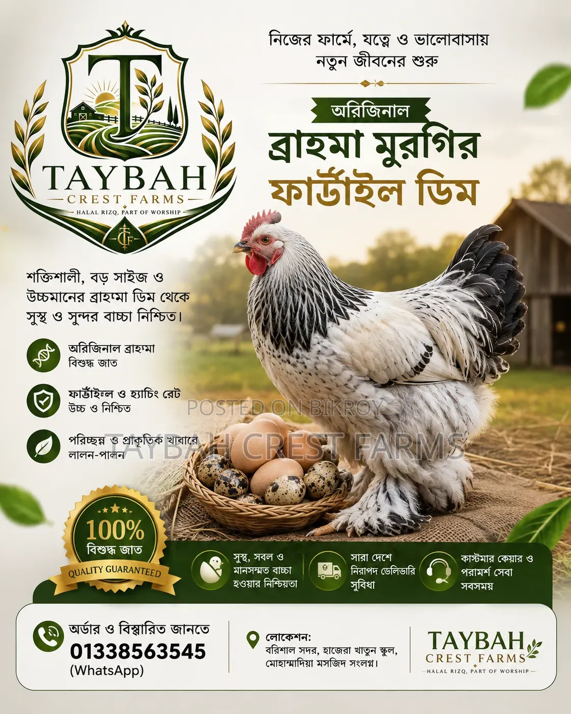 Original Brahma Fertile Egg | Taybah Crest Farms
