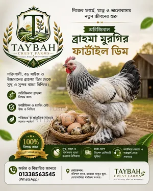 Original Brahma Fertile Egg | Taybah Crest Farms