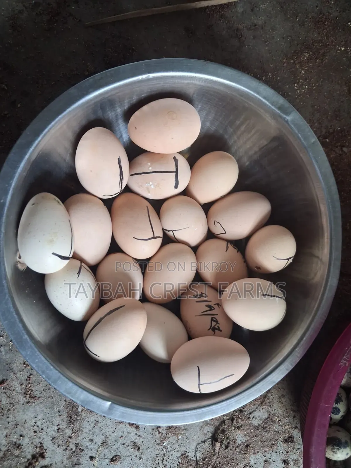 Original Brahma Fertile Egg | Taybah Crest Farms