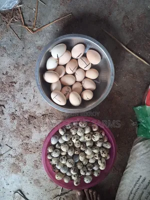 Original Brahma Fertile Egg | Taybah Crest Farms