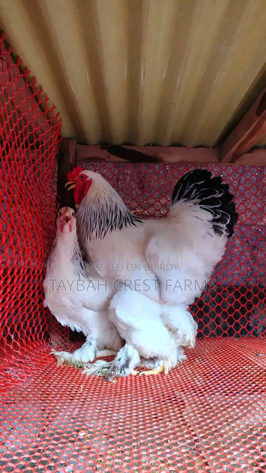 Original Brahma Fertile Egg | Taybah Crest Farms