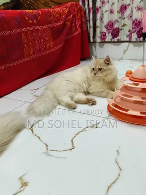 ৬-১২ মাসের নর খাঁটি পার্সিয়ান বিড়াল