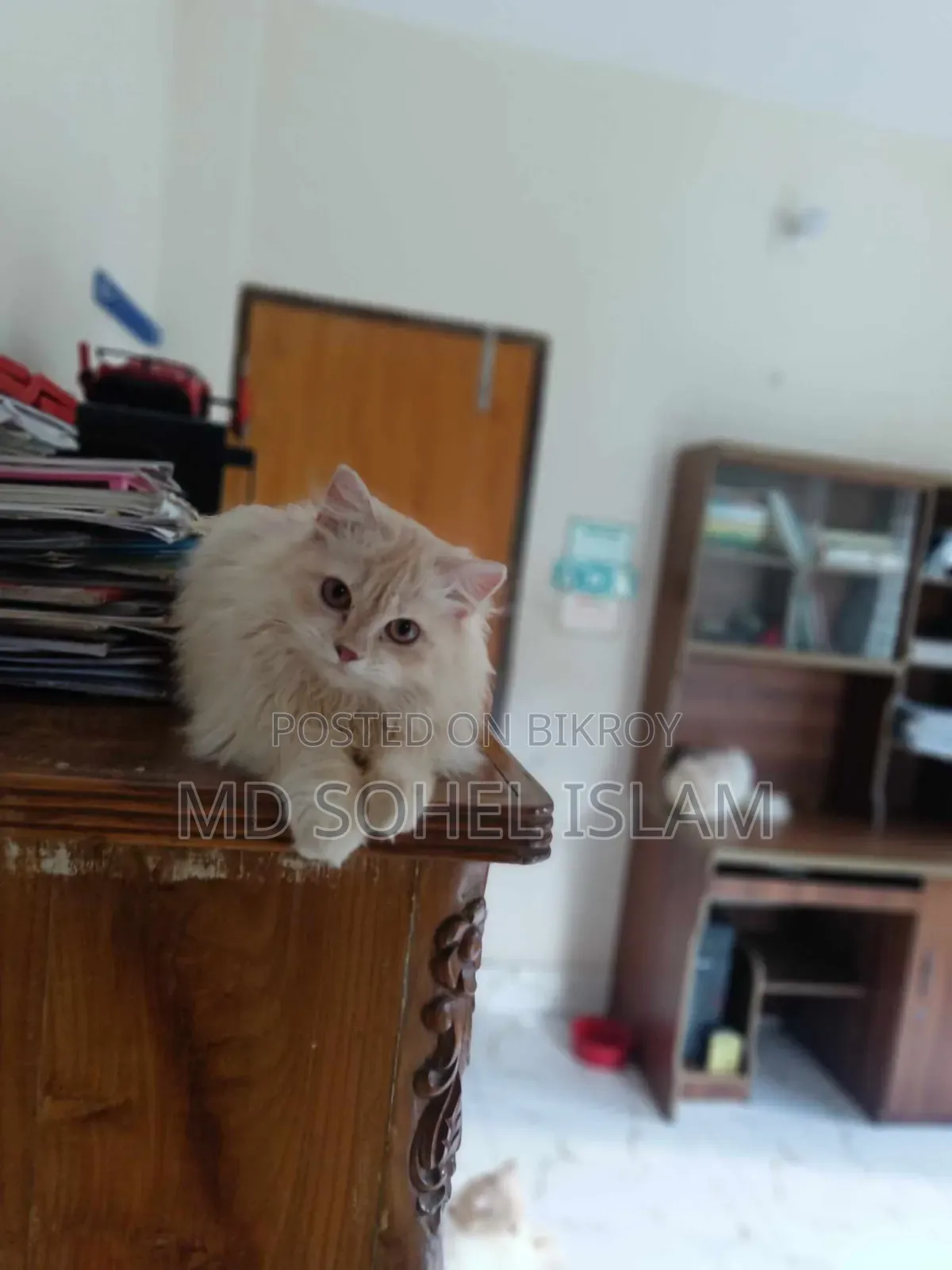 ৬-১২ মাসের নর খাঁটি পার্সিয়ান বিড়াল
