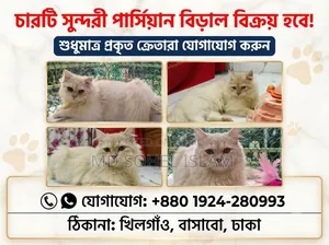৬-১২ মাসের নর খাঁটি পার্সিয়ান বিড়াল