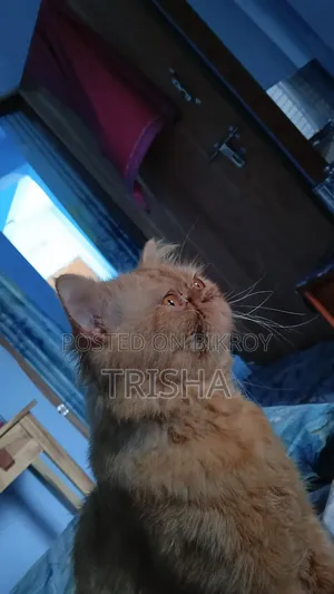 ৬-১২ মাসের পুরুষ খাঁটি জাতের এক্সোটিক