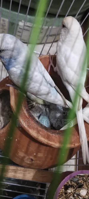 জরুরী বিক্রি ৪টি বাচ্চা সহ যৌক্তিক মূল্যে
