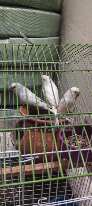 জরুরী বিক্রি ৪টি বাচ্চা সহ যৌক্তিক মূল্যে