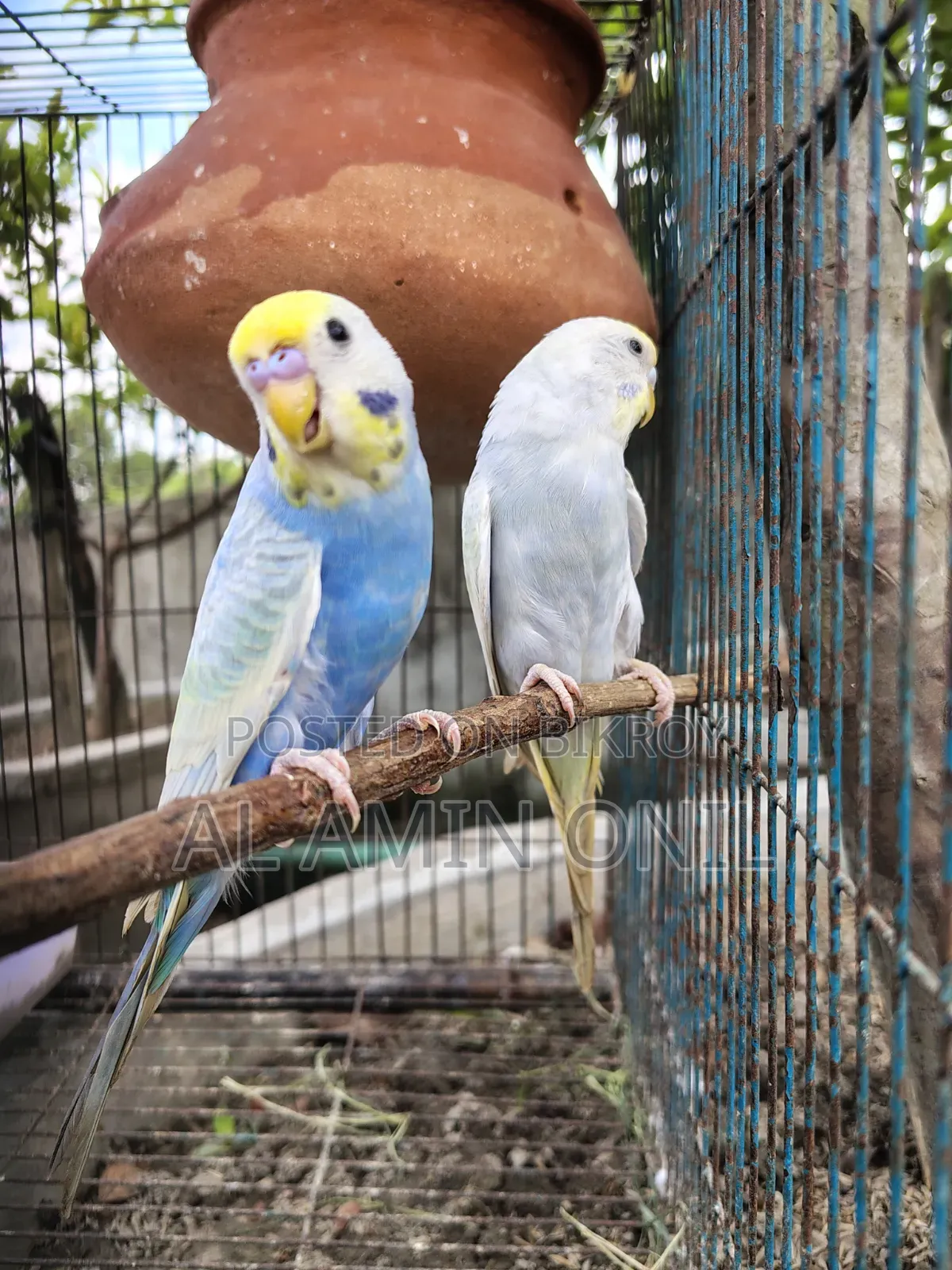 রেনবো বাজরিগার