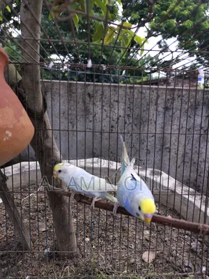রেনবো বাজরিগার