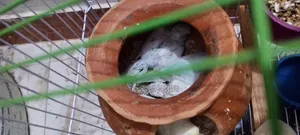 জরুরী বিক্রি যুক্তিসঙ্গত মূল্যে ৪টি বেবি সহ
