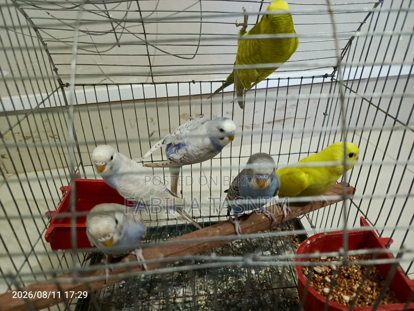 বাজরিগার পাখি