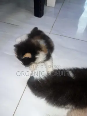 ১-৩ মাস বয়সী ফিমেল পিওরব্রেড পার্সিয়ান