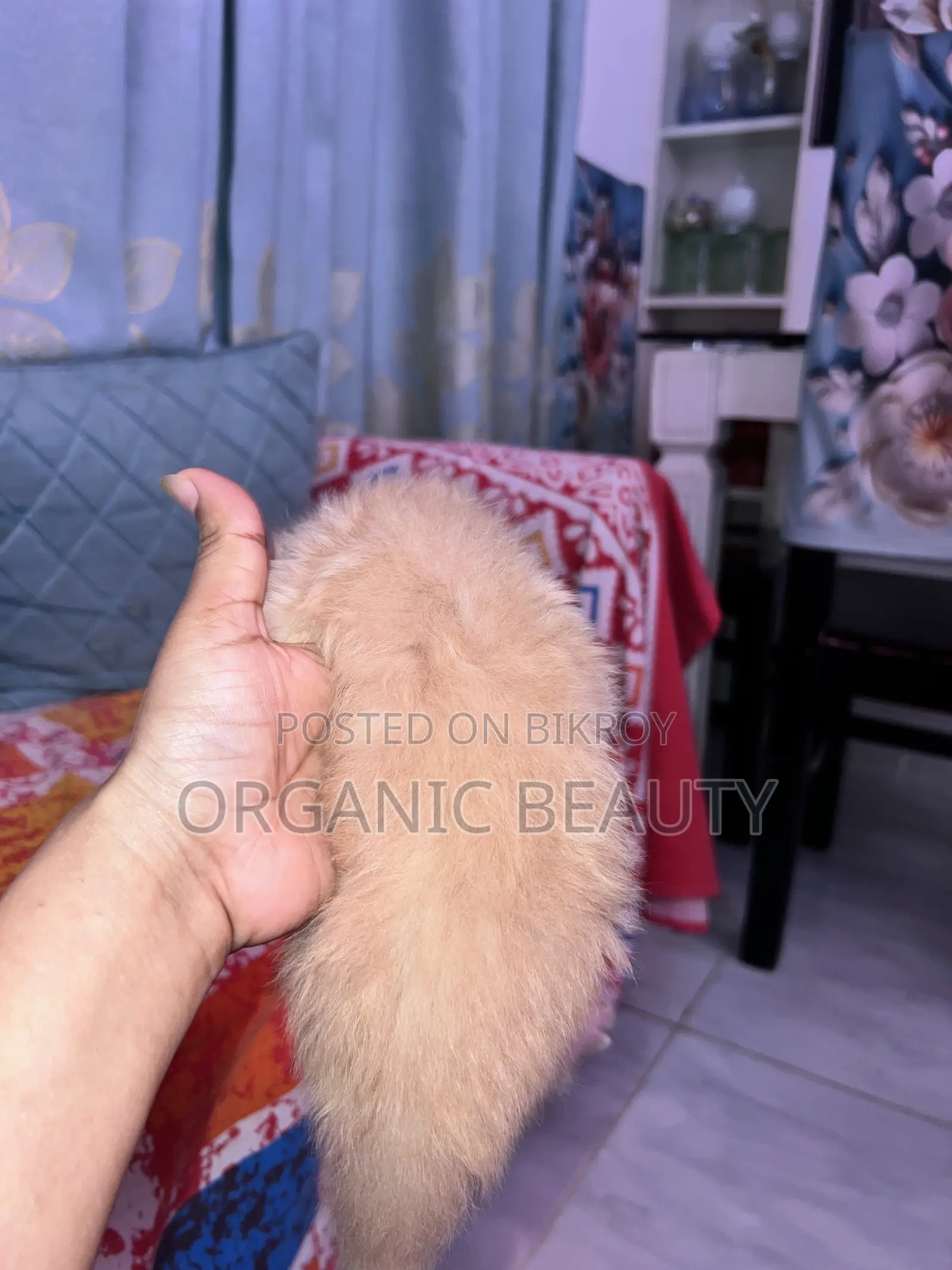 ১-৩ মাস বয়সী ফিমেল পিওরব্রেড পার্সিয়ান