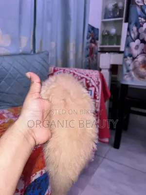 ১-৩ মাস বয়সী ফিমেল পিওরব্রেড পার্সিয়ান
