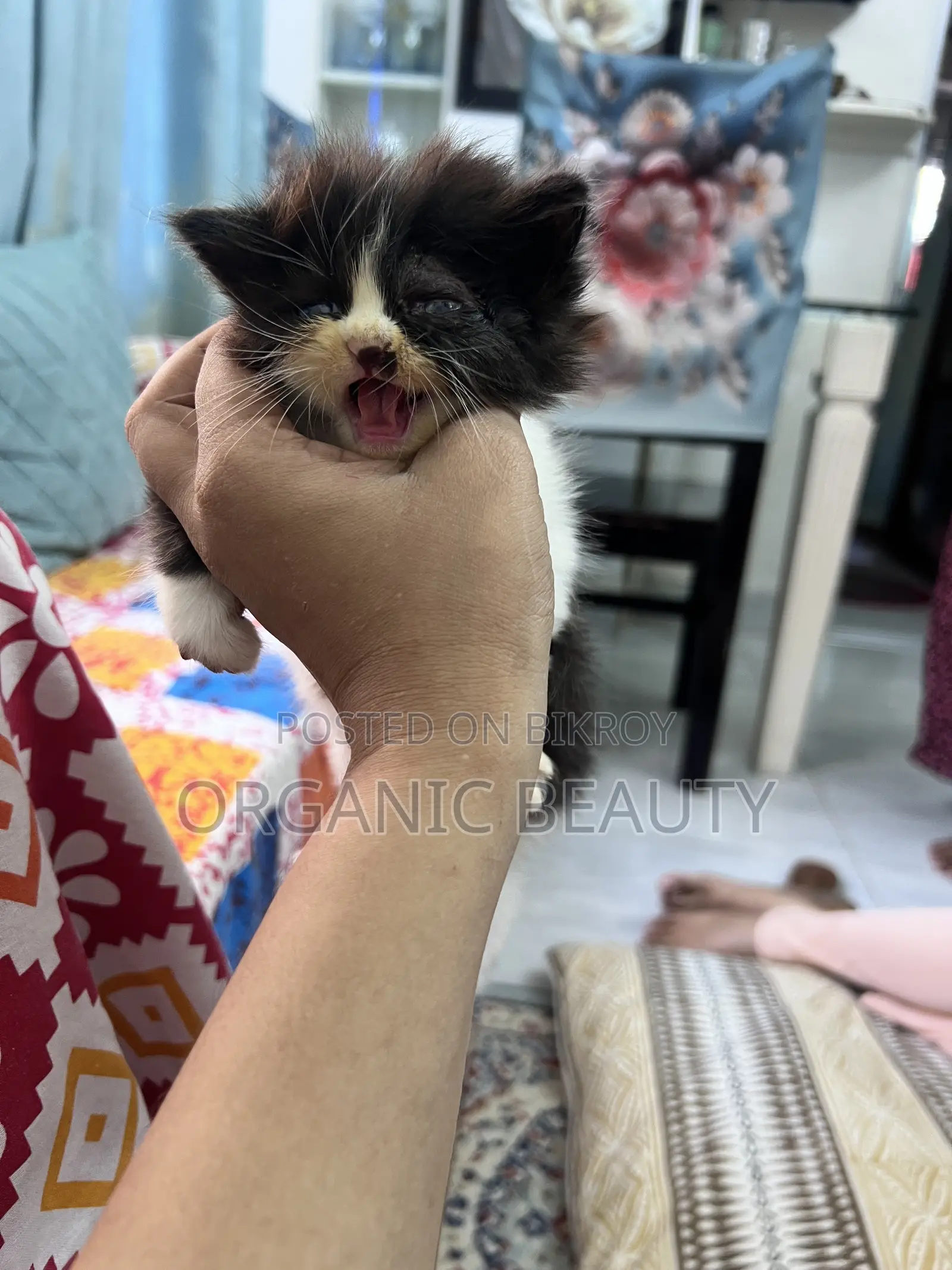 ১-৩ মাস বয়সী ফিমেল পিওরব্রেড পার্সিয়ান