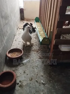 অপরাজিতা নর