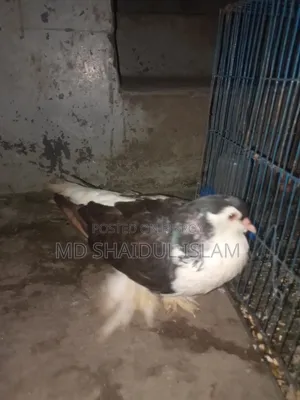 ১টি ডিম বাচ্চা করা সিরাজী কবুতর বিক্রি হবে বেডিং লাইন ভালো দেখে নিবেন