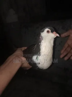 ১টি ডিম বাচ্চা করা সিরাজী কবুতর বিক্রি হবে বেডিং লাইন ভালো দেখে নিবেন