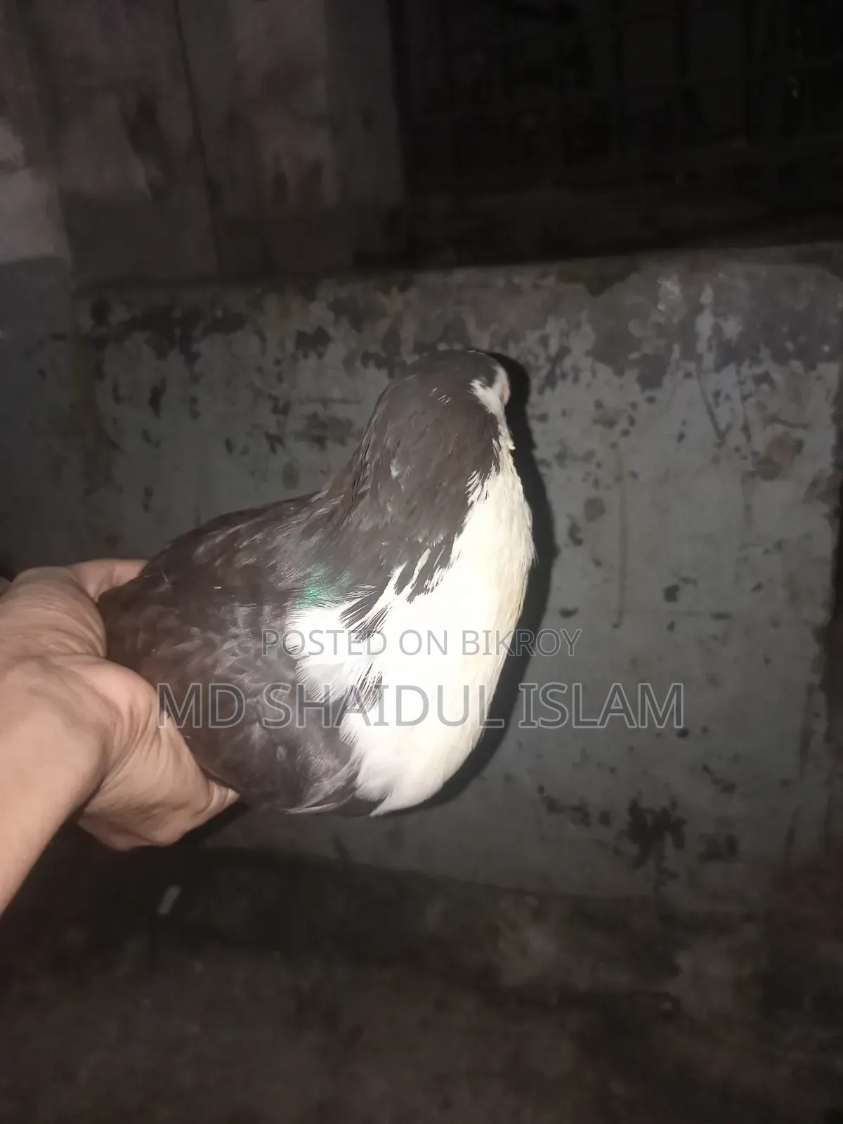 ১টি ডিম বাচ্চা করা সিরাজী কবুতর বিক্রি হবে বেডিং লাইন ভালো দেখে নিবেন