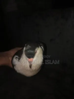 ১টি ডিম বাচ্চা করা সিরাজী কবুতর বিক্রি হবে বেডিং লাইন ভালো দেখে নিবেন